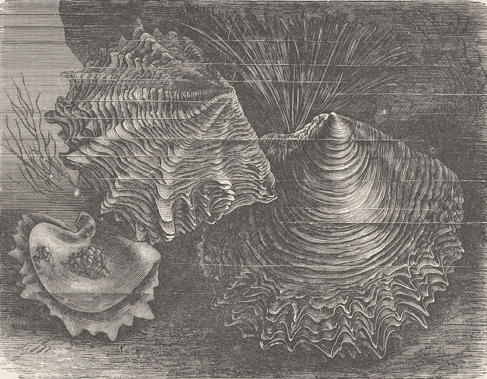 MOLLUSCS. Pearl-oysters 1896 old antique vintage print picture